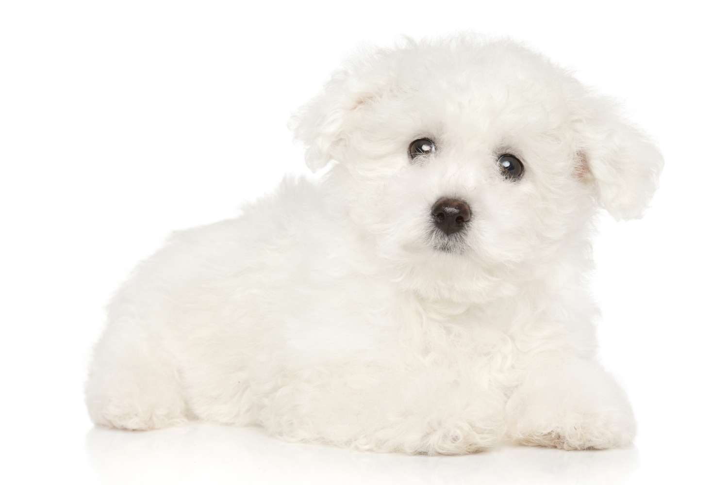 bichon frise