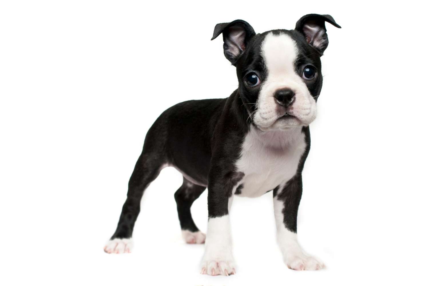 boston terrier