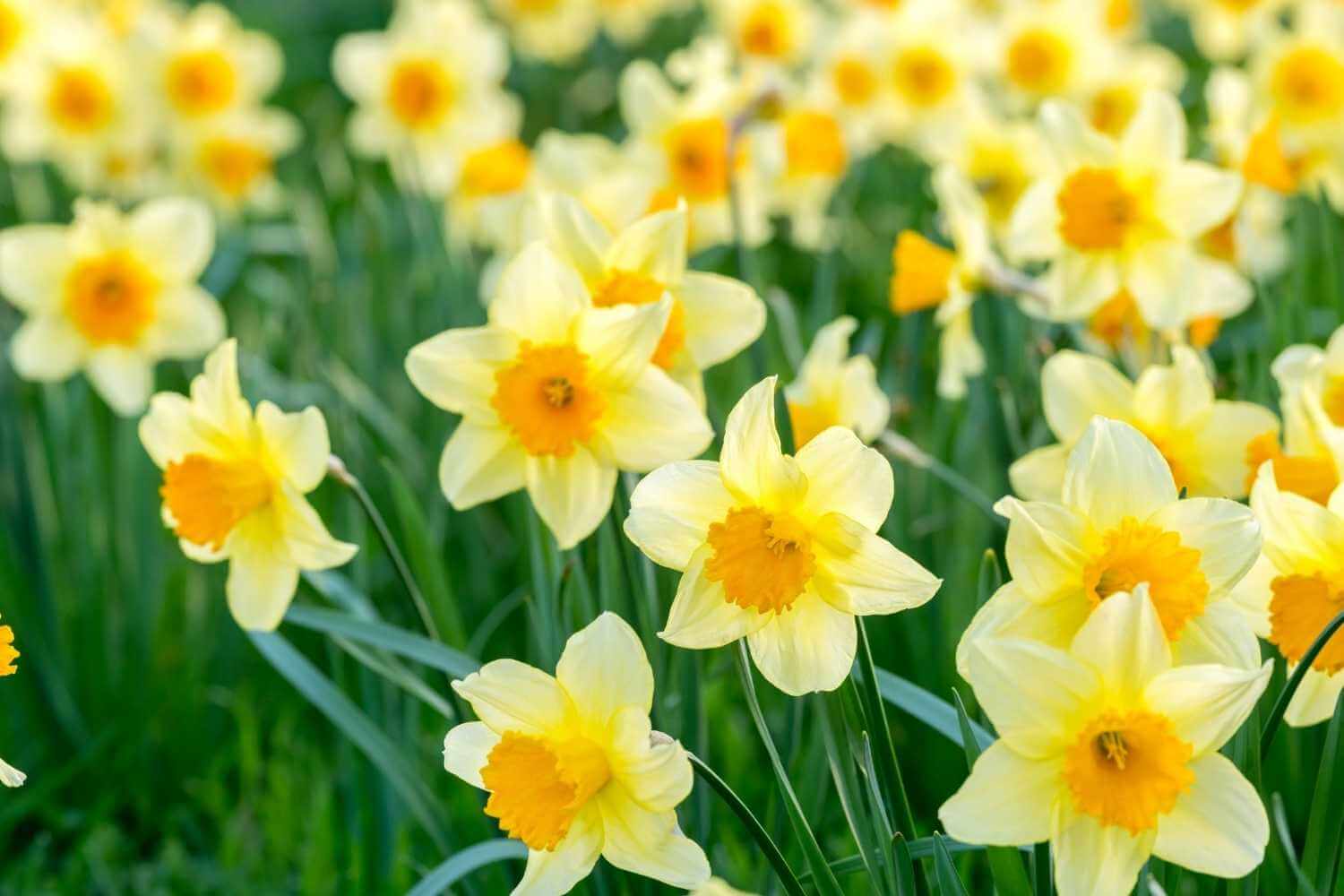 daffodils