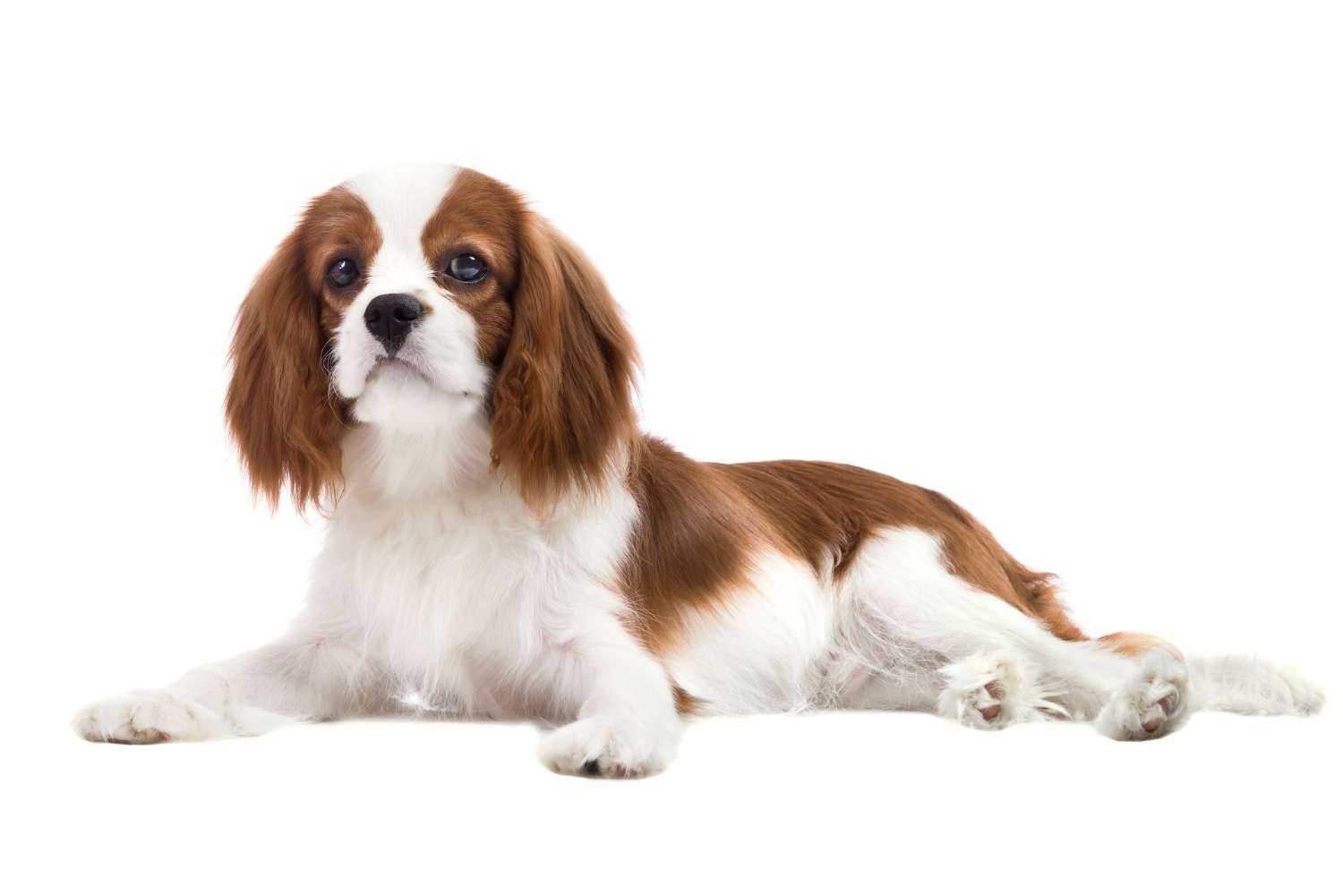 king charles spaniel (cavalier)