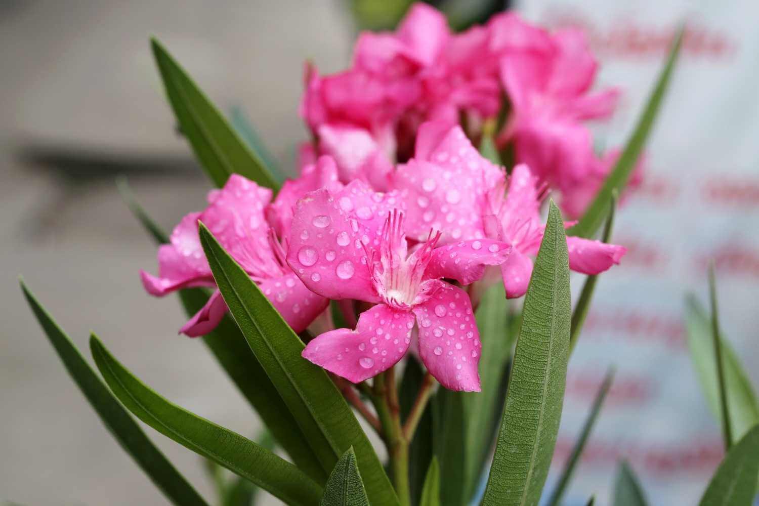 oleander