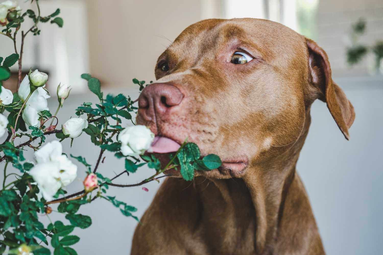 poisonous plants to dogs