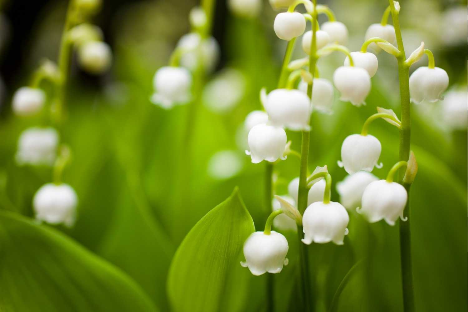 the lily of the valley